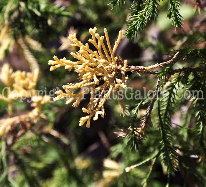 PGC-S-Juniperus-chinensis-Kaizuka-Variegated-2013-3
