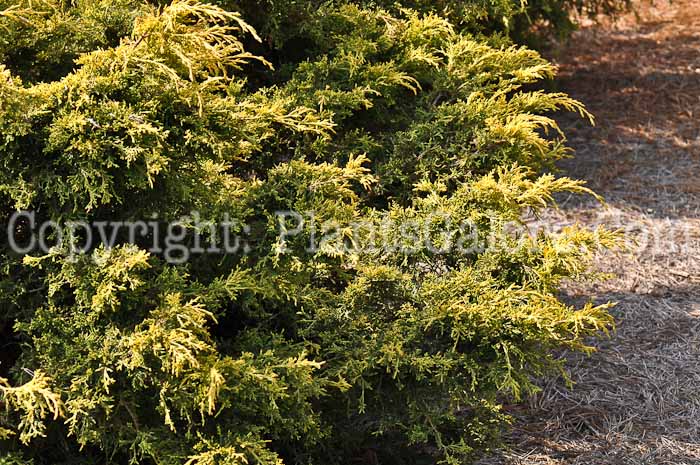 PGC-S-Juniperus-chinensis-Saybrook-Gold-2010-01