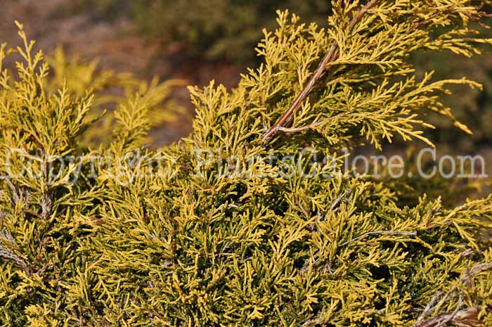 PGC-S-Juniperus-chinensis-Saybrook-Gold-2010-02