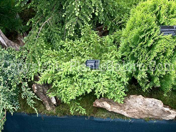 PGC-S-Juniperus-communis-Depressa-Aurea-0-2010
