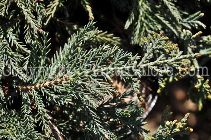 PGC-S-Juniperus-horizontalis-Wiltoni-01