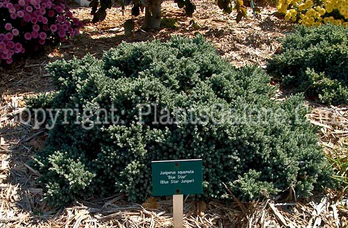 PGC-S-Juniperus-squamata-Blue-Star-0-2010