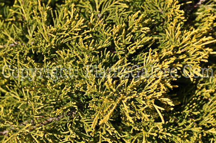 PGC-S-Juniperus-x-pfitzeriana-Mon-San-02