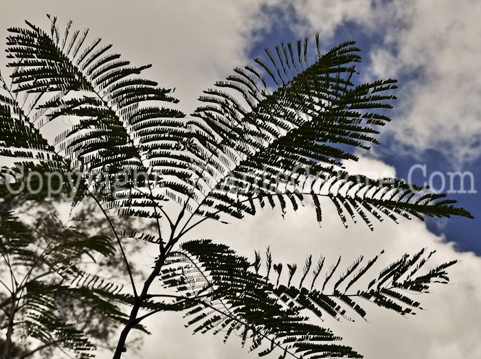 PGC-T-Jacaranda-mimosifolia-2013-2