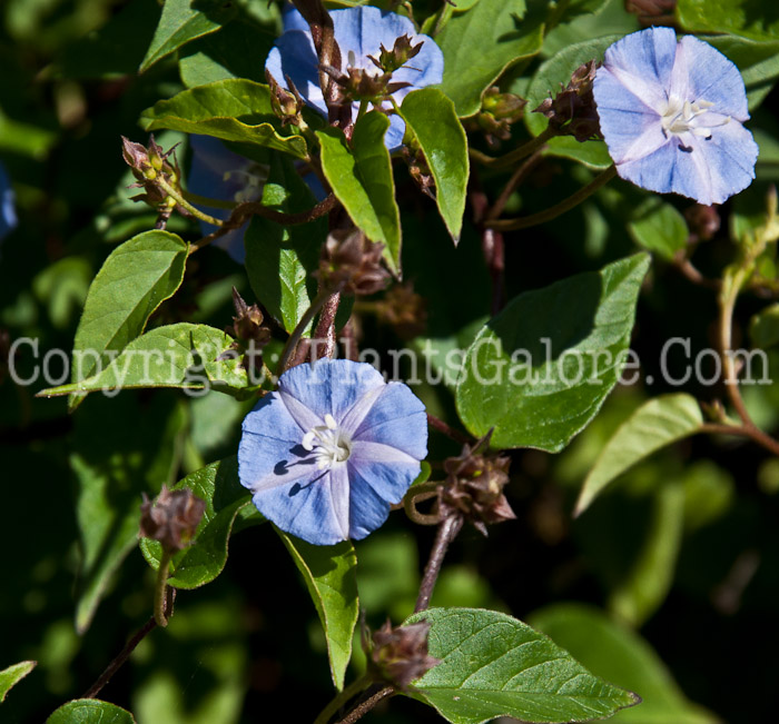 PGC-V-Jacquemontia-pentanthos-aka-Skyblue-Clustervine-0114-2