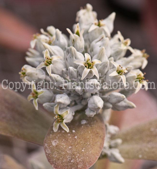 PGC-A-Kalanchoe-thyrisiflora-Flapjack-0514-2