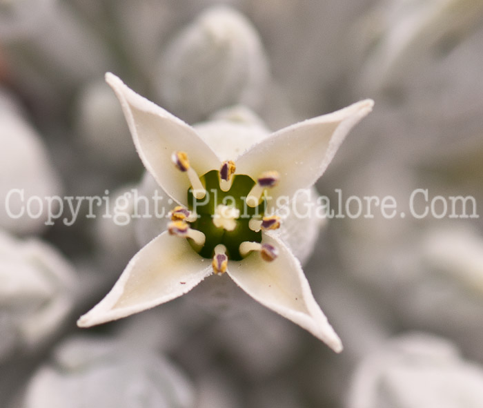 PGC-A-Kalanchoe-thyrisiflora-Flapjack-0514-3