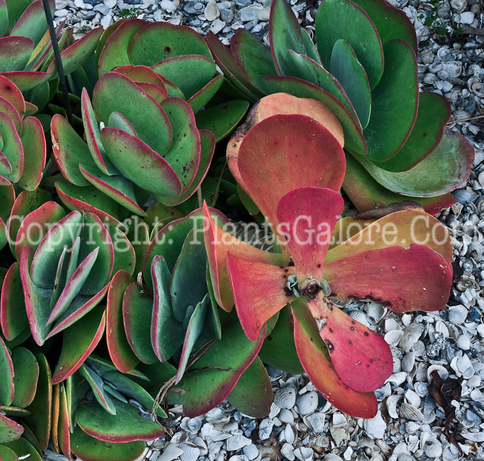 PGC-P-Kalanchoe-thyrsiflora-aka-Flapjacks-2013-1