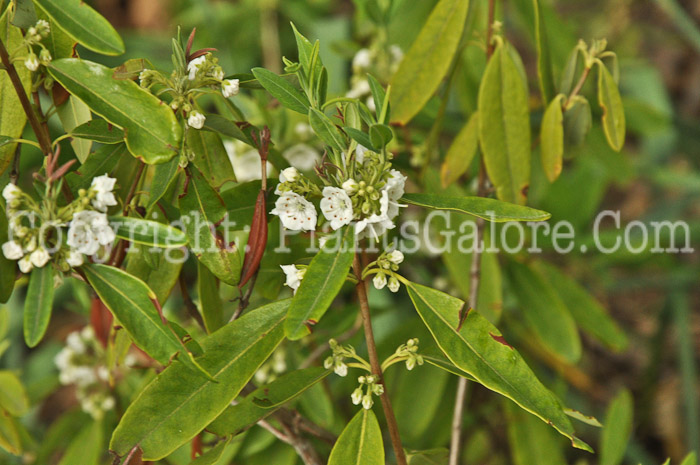 PGC-S-Kalmia-angustifolia-Alba-05-12-1