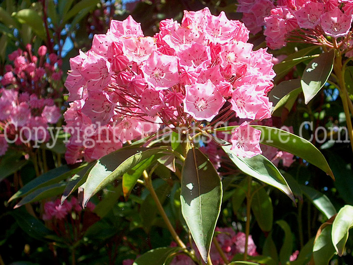 PGC-S-Kalmia-latifolia-01