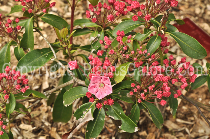 PGC-S-Kalmia-latifolia-Pink-Globe-05-12-2