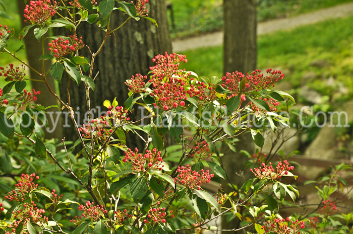 PGC-S-Kalmia-latifolia-Quinnipiac-05-12-1