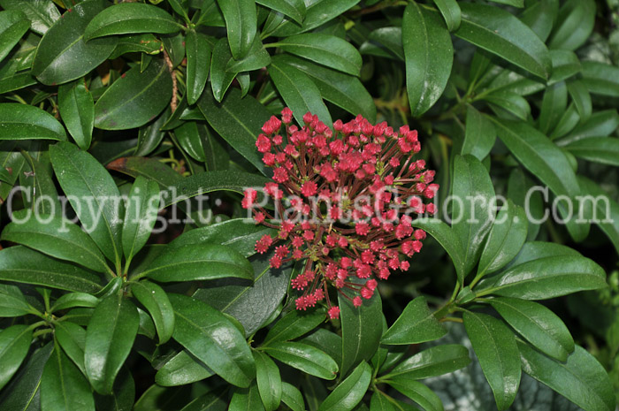 PGC-S-Kalmia-latifolia-Raspberry-Glow-02