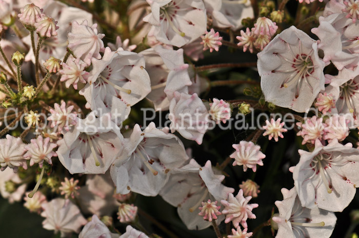 PGC-S-Kalmia-latifolia-Raspberry-Glow-05