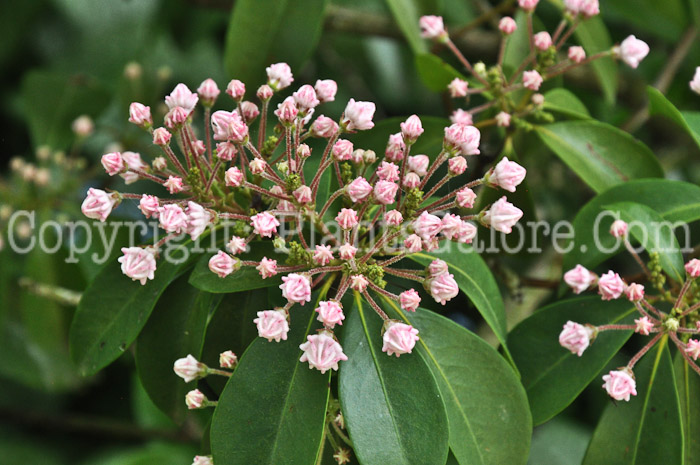 PGC-S-Kalmia-latifolia-WG-05-12-1