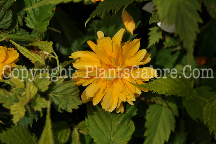 PGC-S-Kerria-japonica-Pleniflora-0x-0001