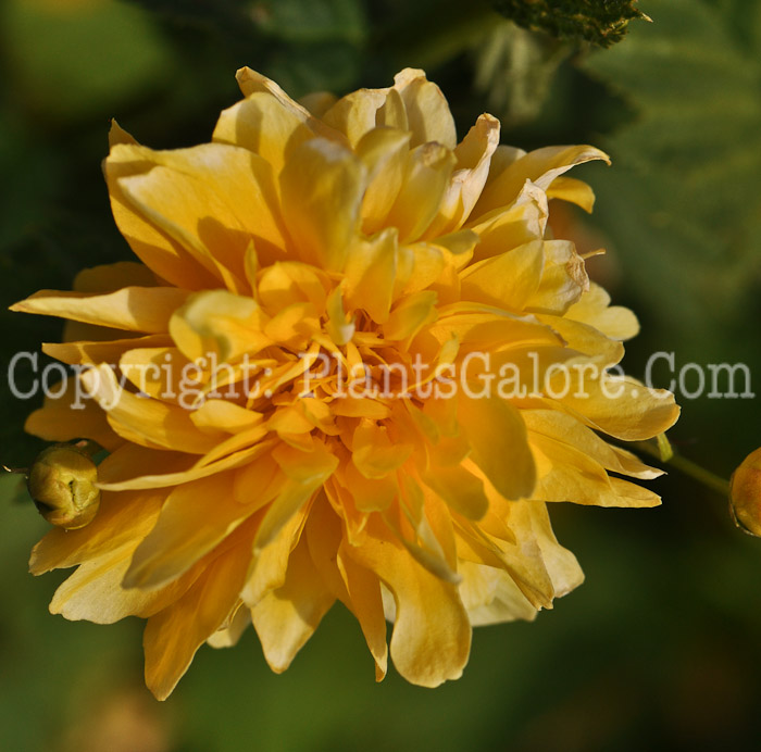 PGC-S-Kerria-japonica-Pleniflora-0x-0003