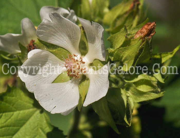 PGC-P-Kitabela-vitifolia-aka-Russian-Hibiscus-1