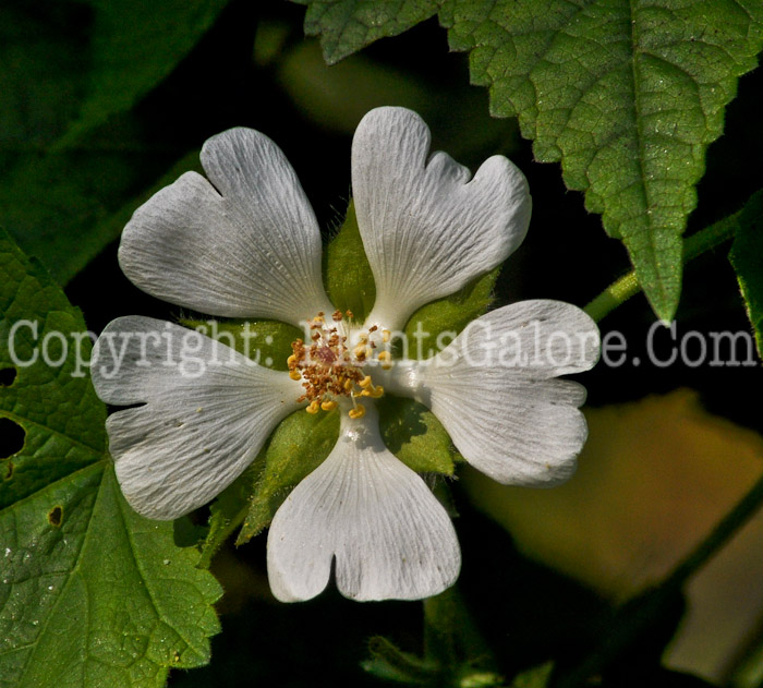 PGC-P-Kitabela-vitifolia-aka-Russian-Hibiscus-3