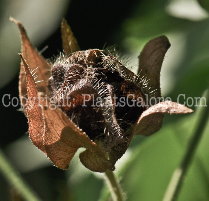 PGC-P-Kitabela-vitifolia-aka-Russian-Hibiscus-4