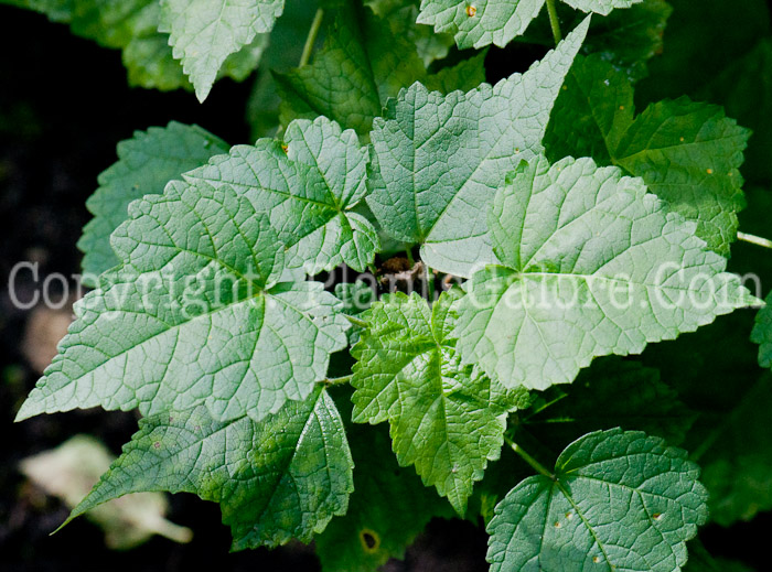 PGC-P-Kitaibela-vitifolia-aka-Russian-Hibiscus-1013-2