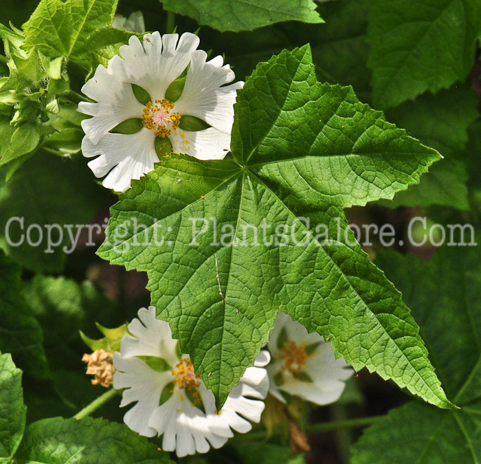 PGC-P-Kitaibela-vitifolia-aka-Russian-Hibiscus-713-1