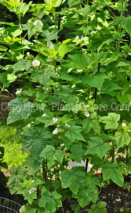 PGC-P-Kitaibela-vitifolia-aka-Russian-Hibiscus-813-1