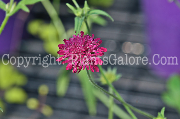 PGC-P-Knautia-Red-Cherry-05-12-1