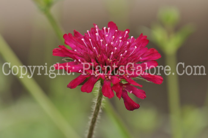 PGC-P-Knautia-macedonica-Red-Cherry-2010-o002