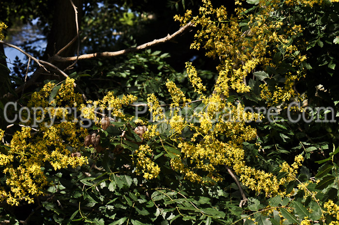 PGC-T-Koelreuteria-paniculata-aka-Golden-Rain-Tree-flower-1
