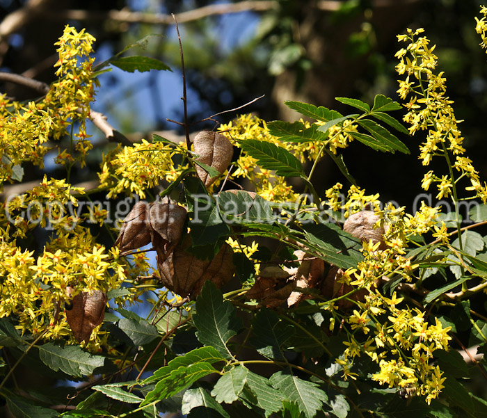 PGC-T-Koelreuteria-paniculata-aka-Golden-Rain-Tree-flower-2