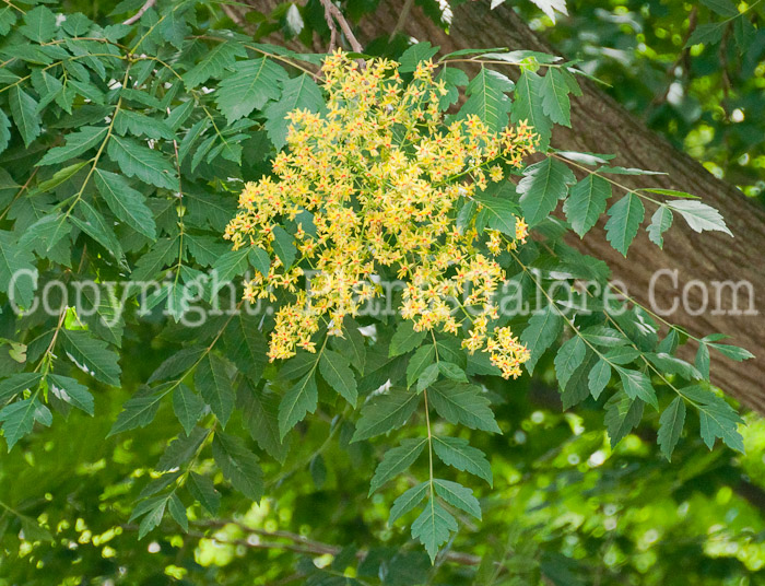 PGC-T-Koelreuteria-paniculata-aka-Golden-Rain-Tree-flower-3