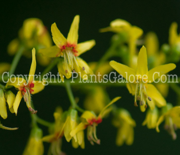 PGC-T-Koelreuteria-paniculata-aka-Golden-Rain-Tree-flower-4