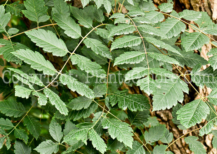 PGC-T-Koelreuteria-paniculata-aka-Golden-Rain-Tree-leaf-1