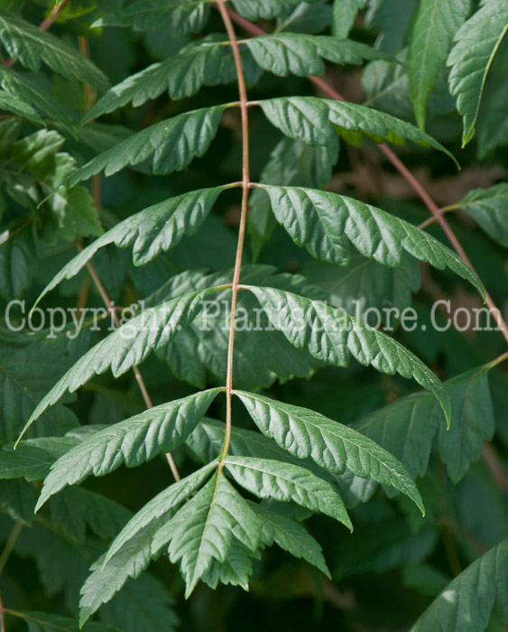 PGC-T-Koelreuteria-paniculata-aka-Golden-Rain-Tree-leaf-2