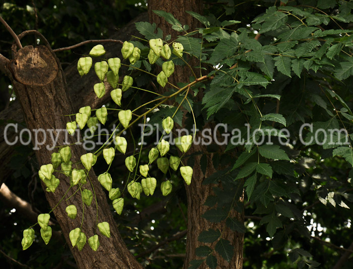 PGC-T-Koelreuteria-paniculata-aka-Golden-Rain-Tree-seed1-1