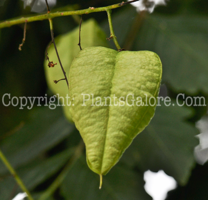 PGC-T-Koelreuteria-paniculata-aka-Golden-Rain-Tree-seed1-2