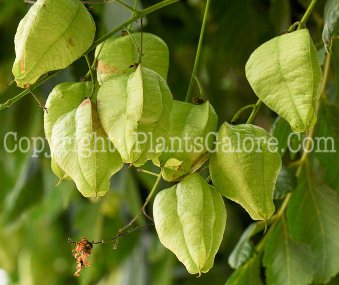 PGC-T-Koelreuteria-paniculata-aka-Golden-Rain-Tree-seed1-3