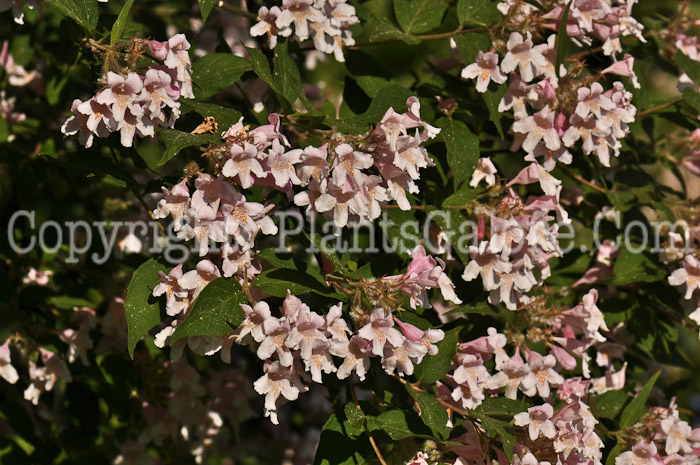 PGC-S-Kolkwitzia-amabalis-aka-Beautybush-flower-1