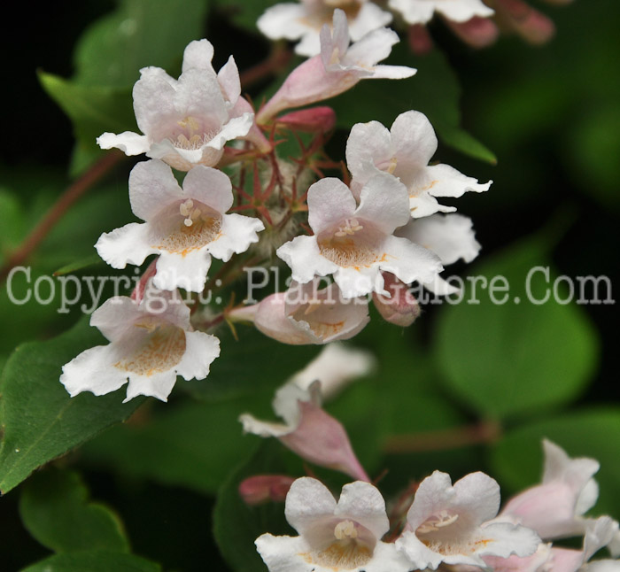 PGC-S-Kolkwitzia-amabalis-aka-Beautybush-flower-3