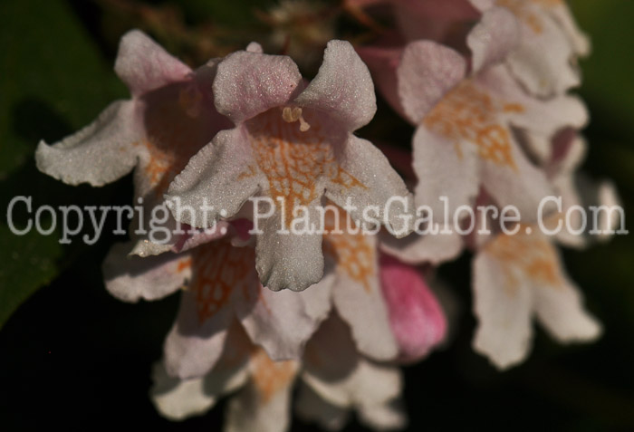 PGC-S-Kolkwitzia-amabalis-aka-Beautybush-flower-4
