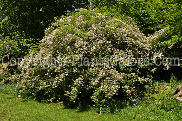 PGC-S-Kolkwitzia-amabalis-aka-Beautybush-shrub-2