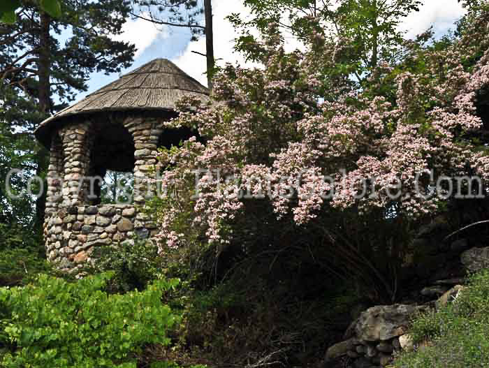 PGC-S-Kolkwitzia-amabalis-aka-Beautybush-shrub-4
