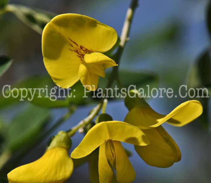 PGC-T-Laburnum-alpinum-aka-Scotch-Laburnum-3