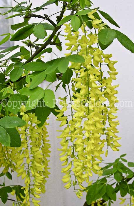 PGC-T-Laburnum-anagyroides-aka-Common-Laburnum-11