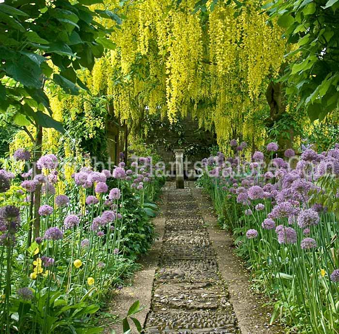 PGC-T-Laburnum-anagyroides-aka-Common-Laburnum-6