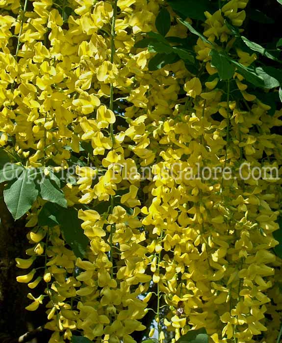 PGC-T-Laburnum-anagyroides-aka-Common-Laburnum-7