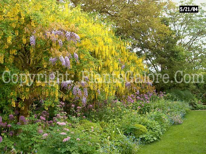 PGC-T-Laburnum-anagyroides-aka-Common-Laburnum-9