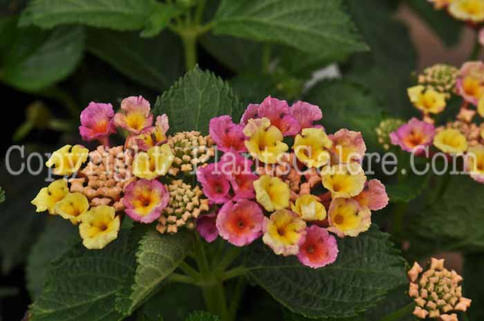 PGC-P-Lantana-Bandana-Pink-05-2012-2