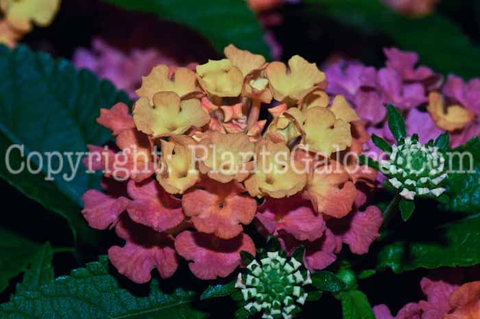 PGC-P-Lantana-Berry-Blend-05-12-1